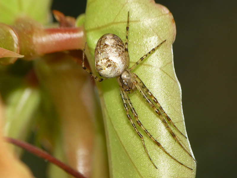 Theridiidae?  No, Metellina cfr.segmentata - Albizzate (VA)